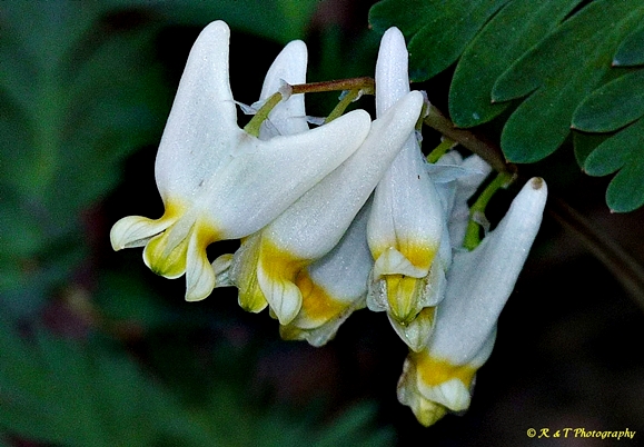 {Dicentra cucullaria}